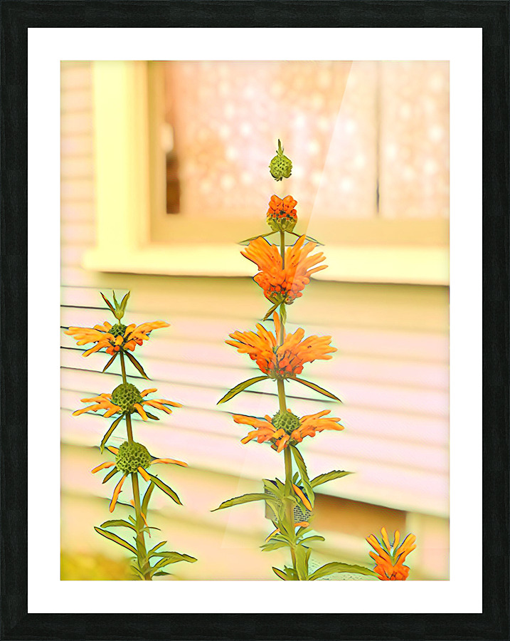IMG 2431 Picture Frame print