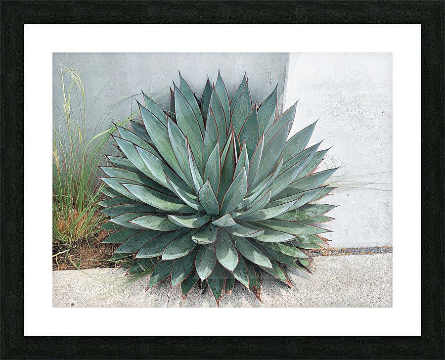 IMG 2447 Picture Frame print