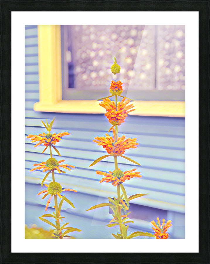 IMG 2433 Picture Frame print