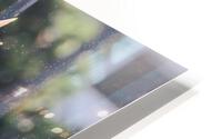 Snow Cactus HD Metal print