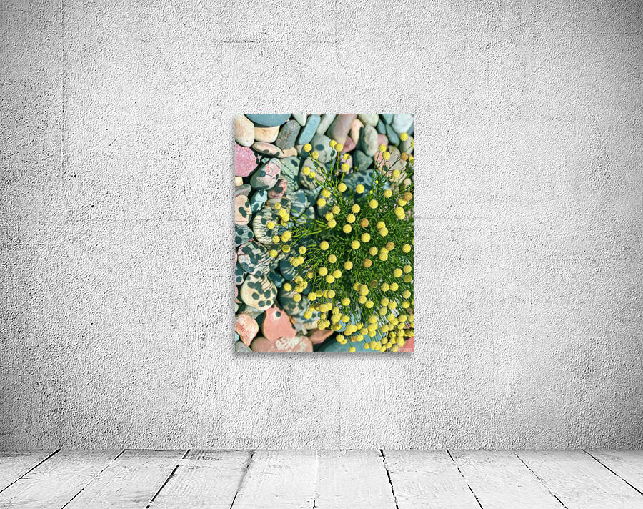 yellow button flower 2 Wall Preview