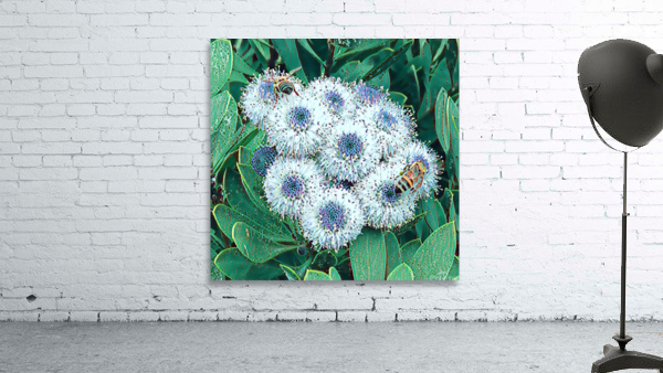 Purple button flower with bees 2 Wall Preview