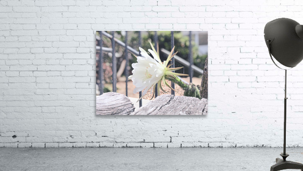 Snow Cactus Wall Preview
