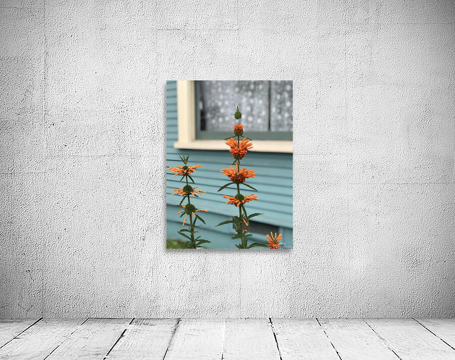 IMG 2417 Wall Preview