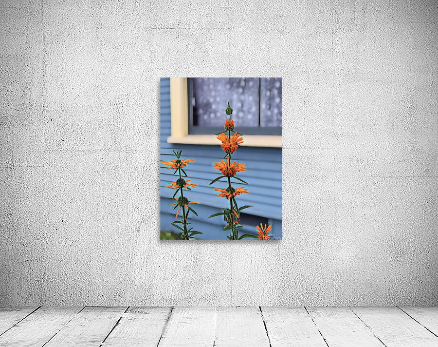 IMG 2441 Wall Preview