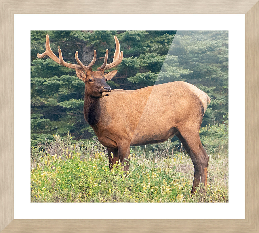 Elk Eating Picture Frame print