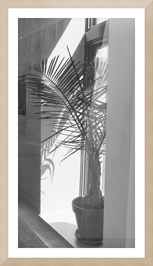 BW Window Plant Picture Frame print
