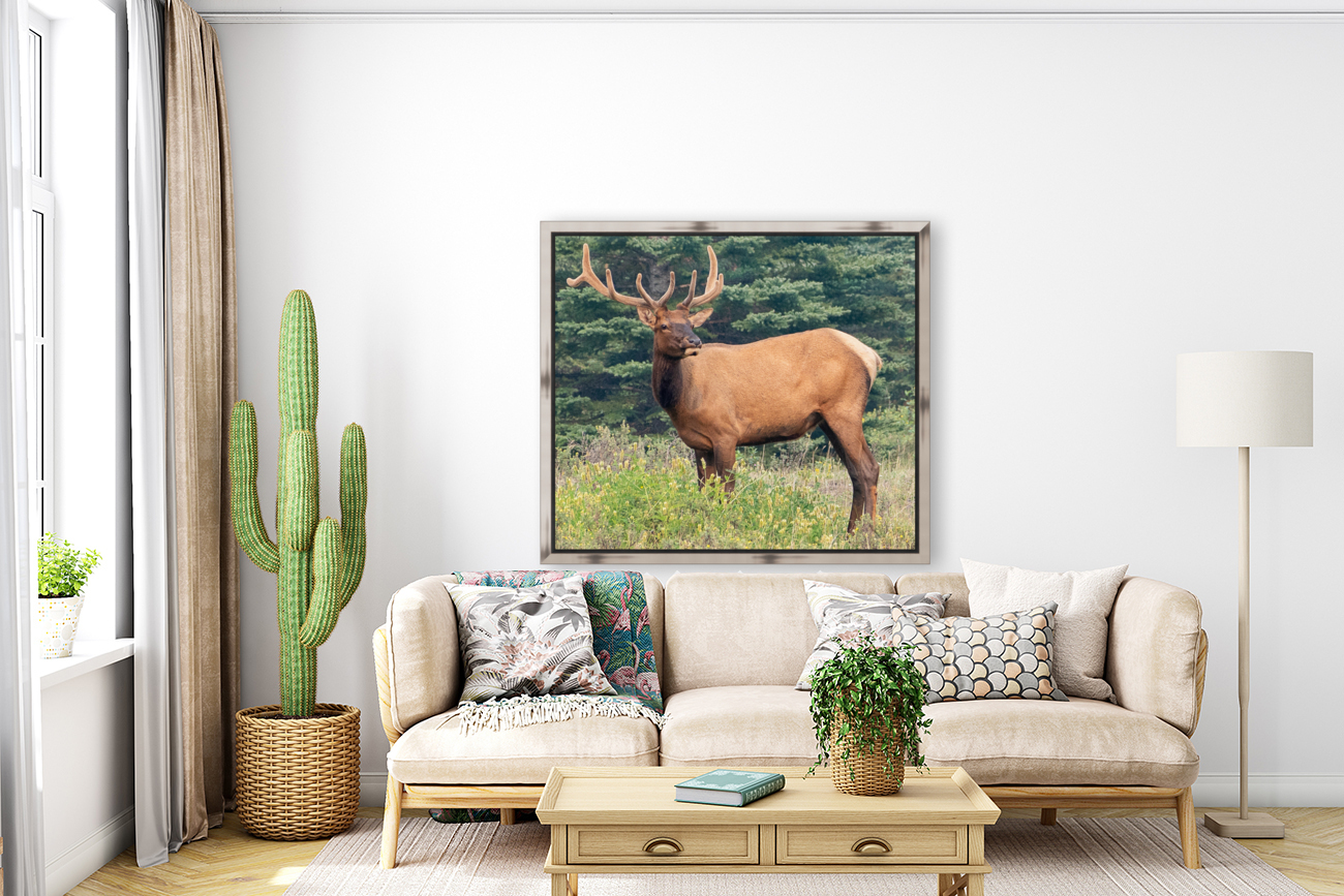 Elk Eating Reproduction