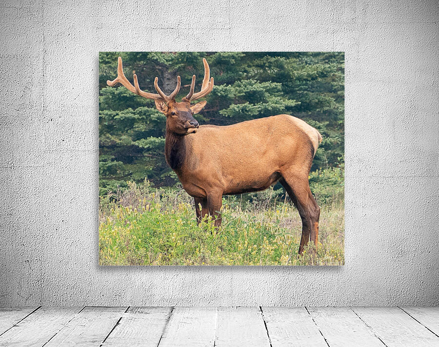 Elk Eating Wall Preview
