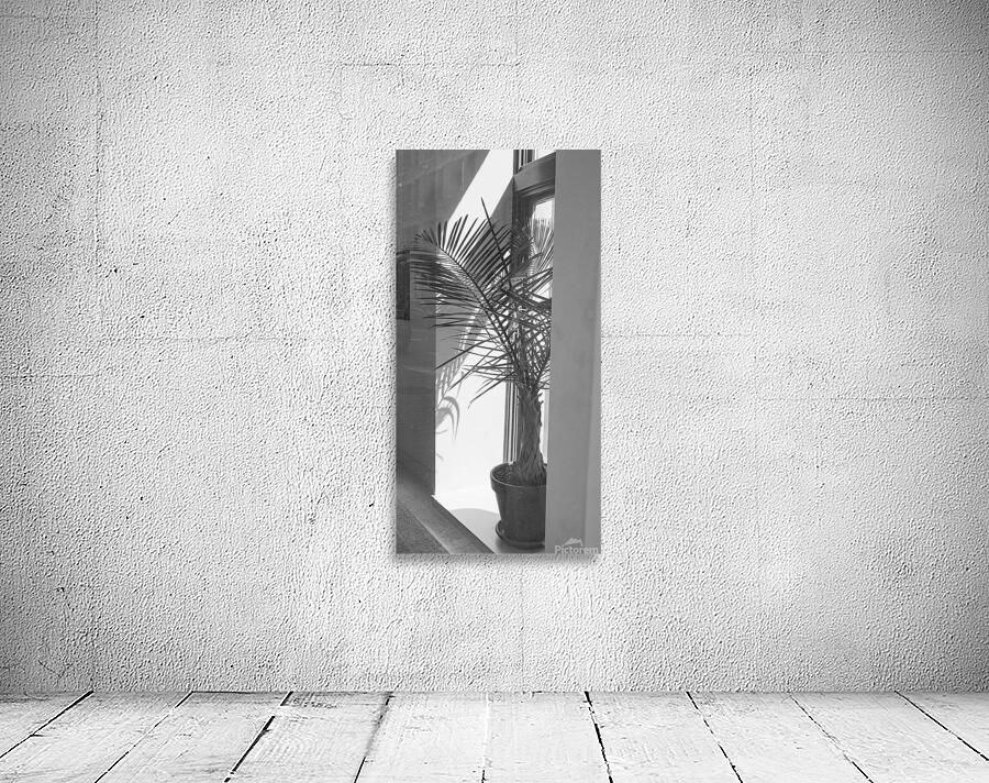 BW Window Plant Wall Preview
