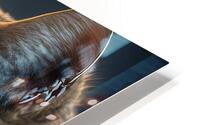 A Realistic Cat  HD Metal print