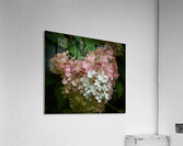 Dreamy Hydrangea  4 Acrylic Print