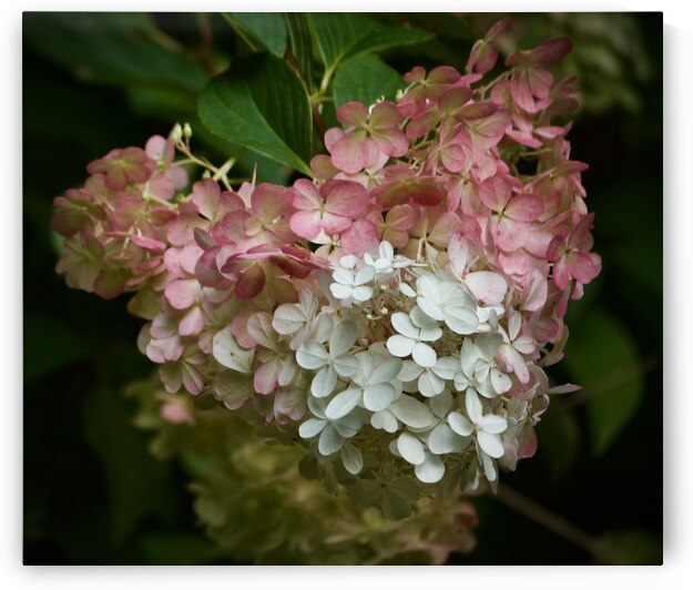 Dreamy Hydrangea  4 by Paula Miller Sutter