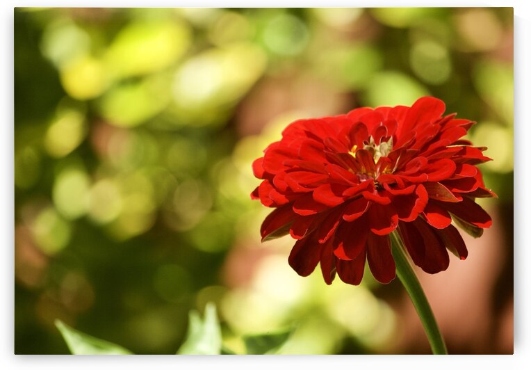 Stained Glass Red Zinnia by Paula Miller Sutter