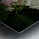 Dreamy Hydrangea  2 Metal print