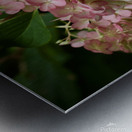 Dreamy Hydrangea  4 Metal print