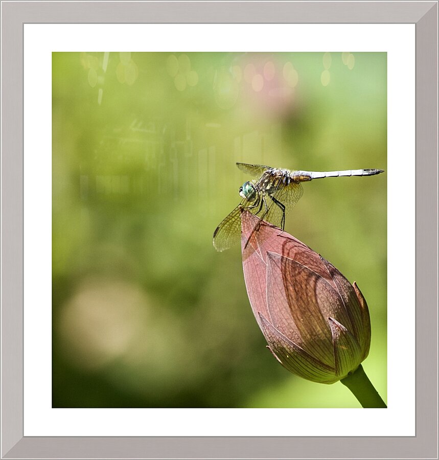 Far Away Dragon Picture Frame print