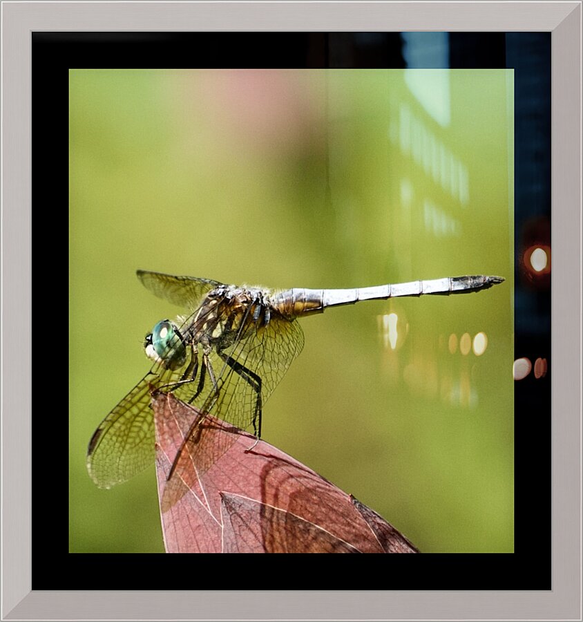 Close Up Dragon Picture Frame print