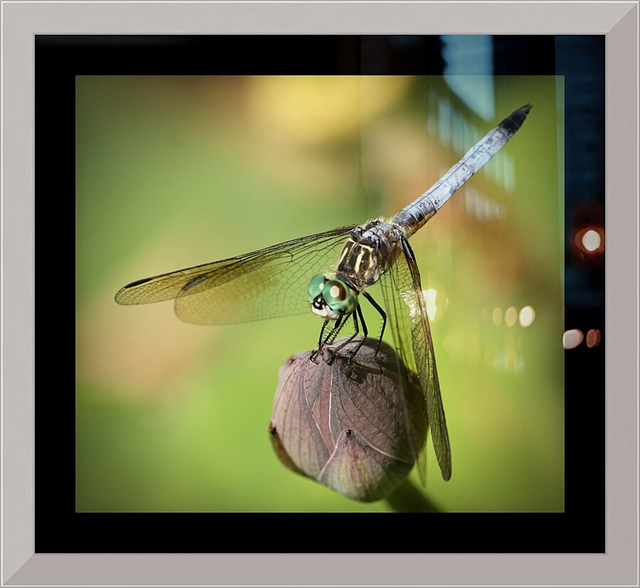 Downward Dragon Picture Frame print