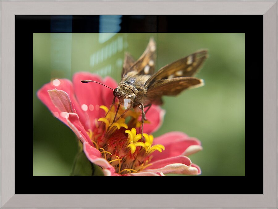 Perfect Skipper Picture Frame print