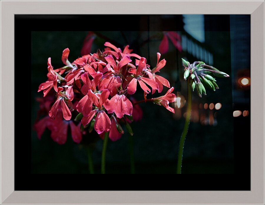 Lit Up Geranium Picture Frame print