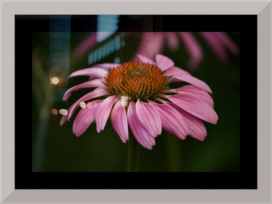 Dark Coneflower Picture Frame print