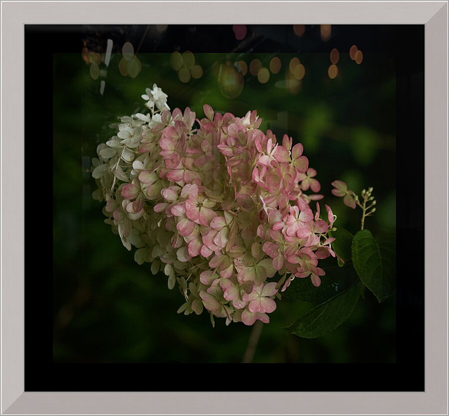 Dreamy Hydrangea  3 Picture Frame print