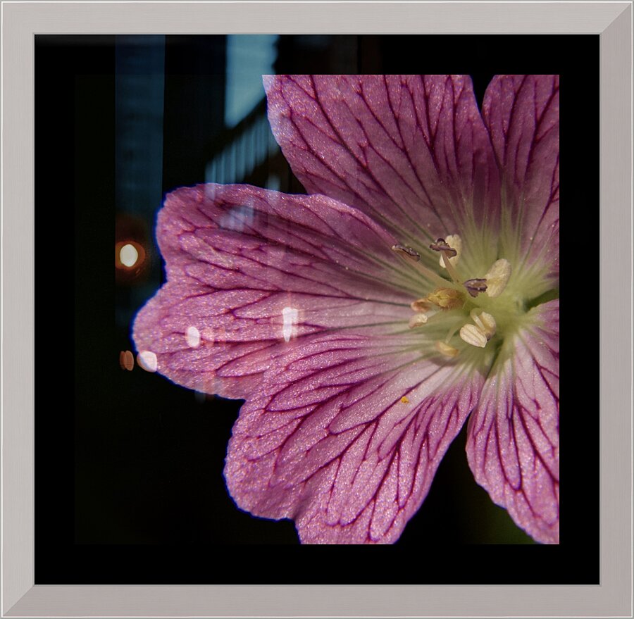 Wild Geranium Picture Frame print