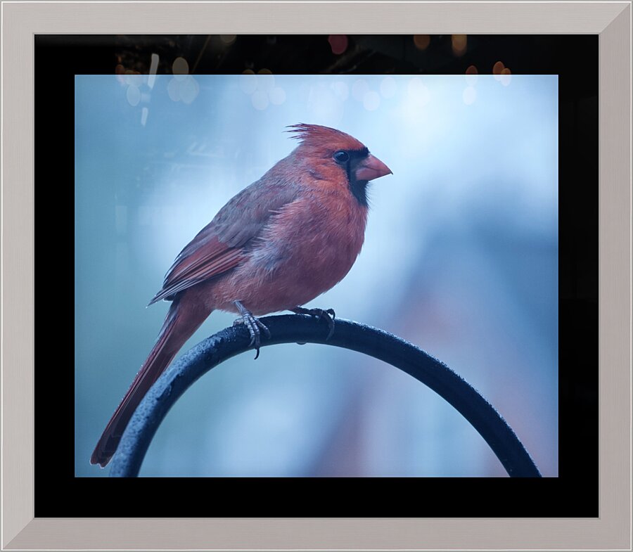 Winter Cardinal Picture Frame print