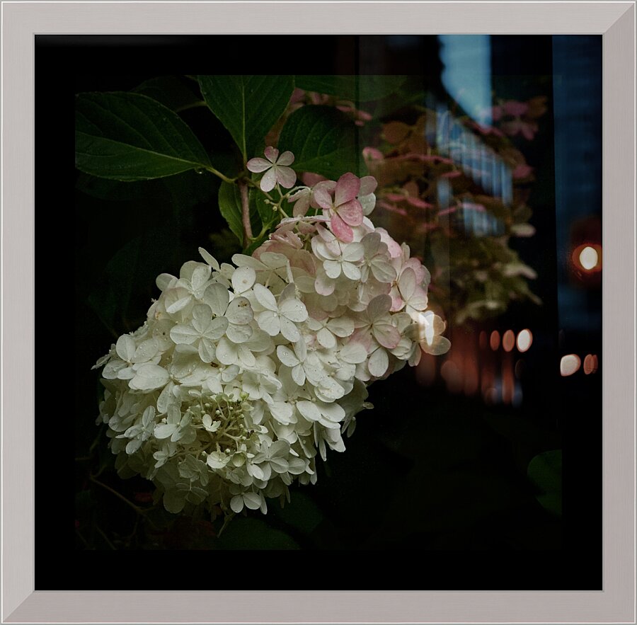 Dreamy Hydrangea  2 Picture Frame print