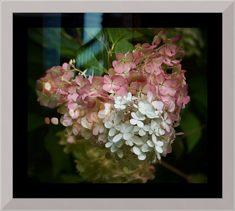 Dreamy Hydrangea  4 Picture Frame print