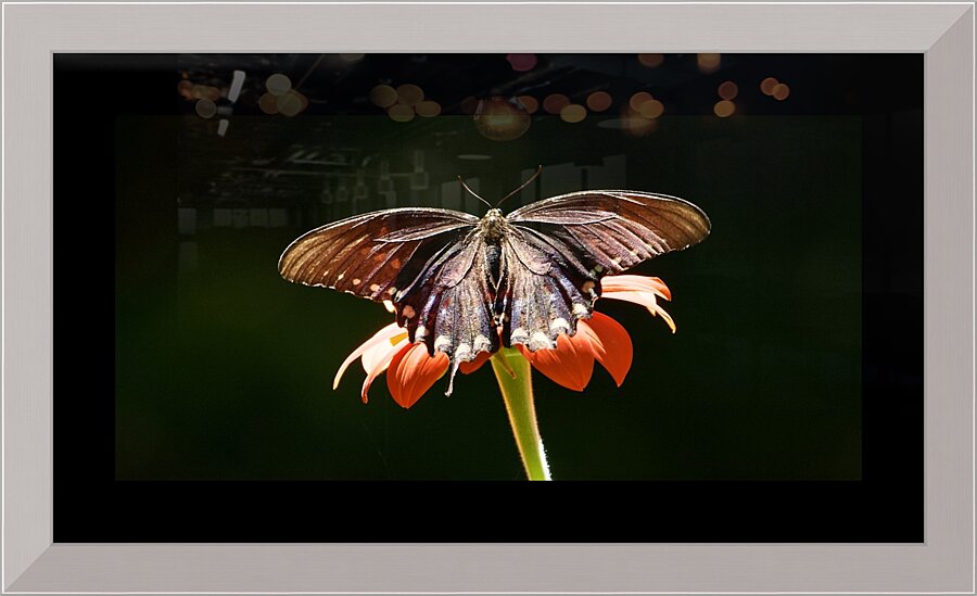 Black Beauty Centered Picture Frame print