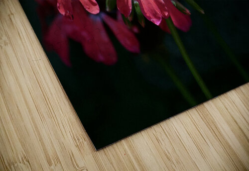 Lit Up Geranium Paula Miller Sutter puzzle