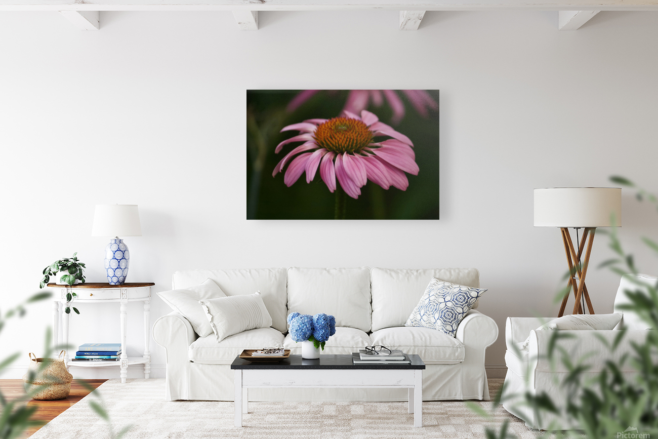 Dark Coneflower Reproduction