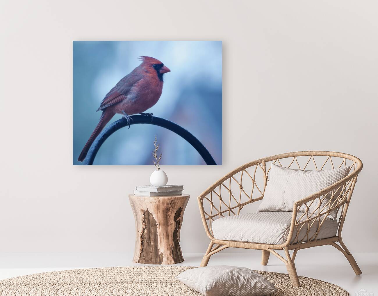 Winter Cardinal Reproduction