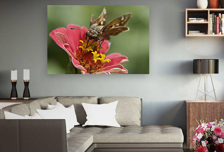 Perfect Skipper by Paula Miller Sutter