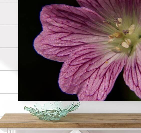 Wild Geranium by Paula Miller Sutter