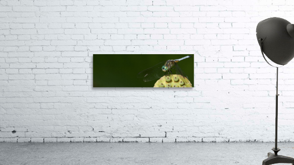 Smiling Dragon Wall Preview