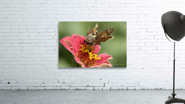 Perfect Skipper Wall Preview