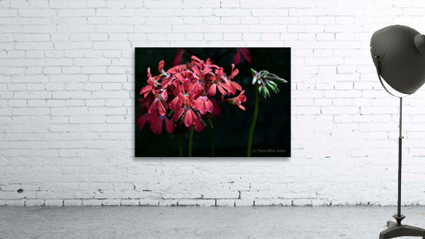 Lit Up Geranium Wall Preview