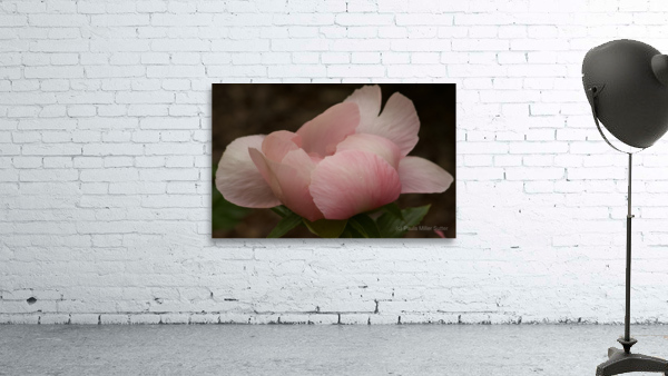 Pale Pink Peony Wall Preview