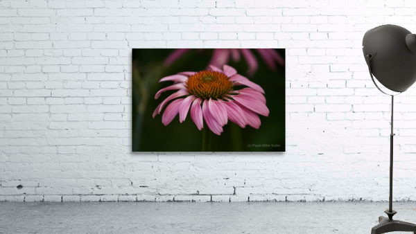 Dark Coneflower Wall Preview