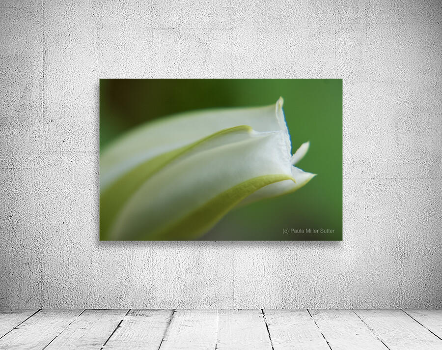 Moon Vine Bud Wall Preview