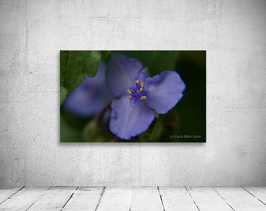 Dark Spiderwort Wall Preview