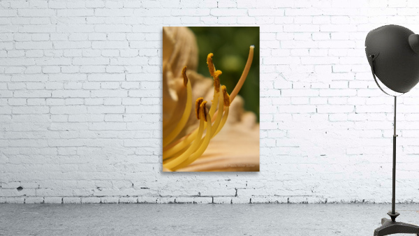 Oh  Lily Wall Preview