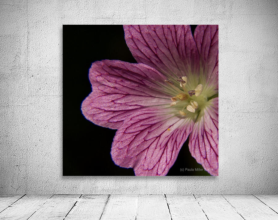 Wild Geranium Wall Preview