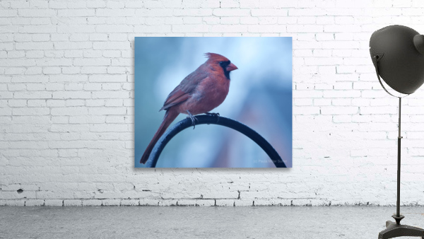 Winter Cardinal Wall Preview