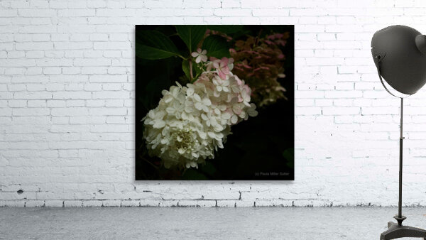 Dreamy Hydrangea  2 Wall Preview