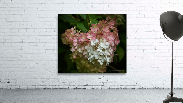 Dreamy Hydrangea  4 Wall Preview