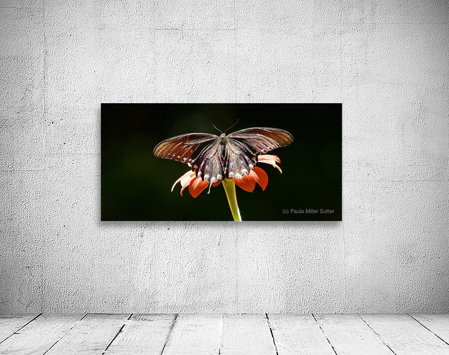 Black Beauty Centered Wall Preview